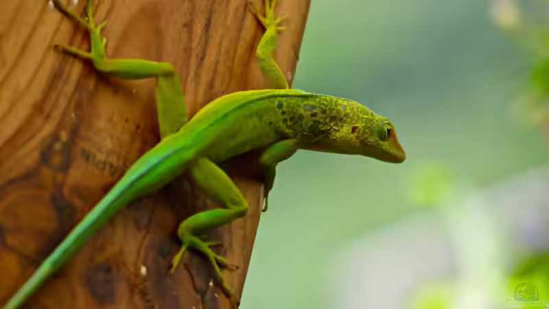 Die Gattung Anolis: Vielfalt, Lebensweise und Haltung der Anolis-Echsen im Terrarium