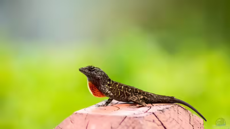Die Gattung Anolis: Vielfalt, Lebensweise und Haltung der Anolis-Echsen im Terrarium