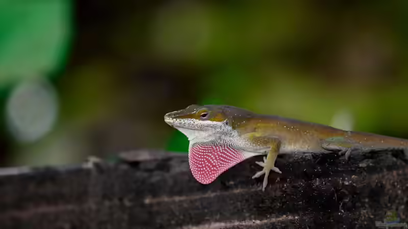 Die Gattung Anolis: Vielfalt, Lebensweise und Haltung der Anolis-Echsen im Terrarium