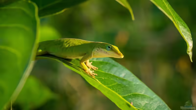 Die Gattung Anolis: Vielfalt, Lebensweise und Haltung der Anolis-Echsen im Terrarium