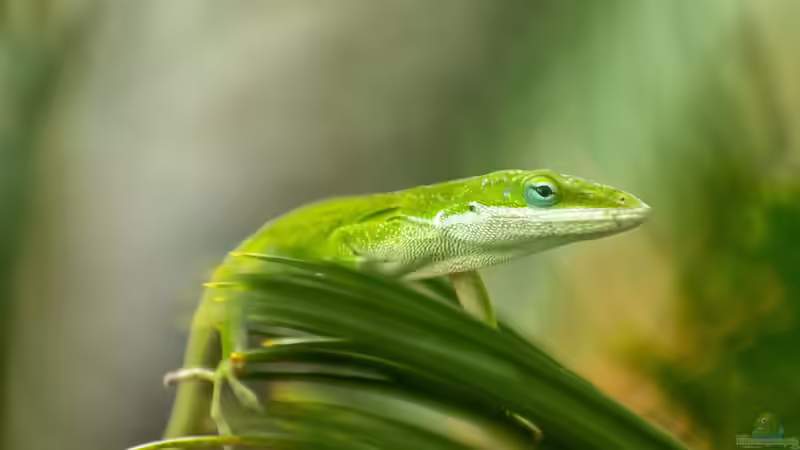 Die Gattung Anolis: Vielfalt, Lebensweise und Haltung der Anolis-Echsen im Terrarium