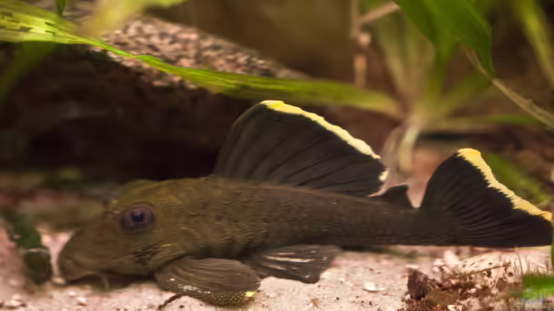 Die geeigneten Pflanzen für L-Welse finden