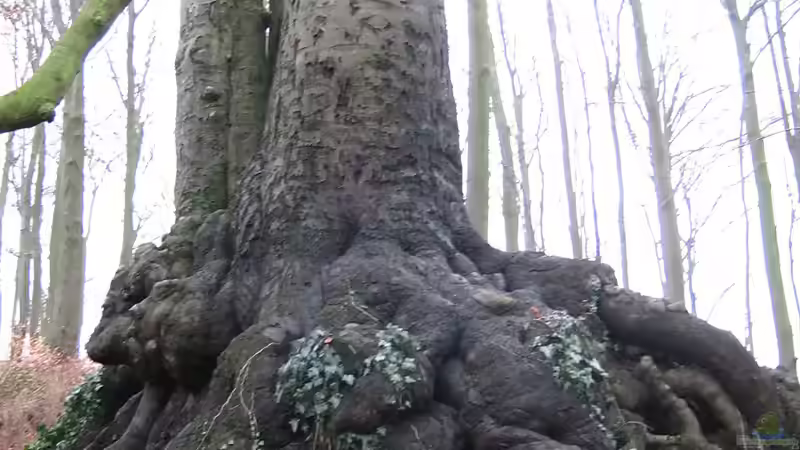 Die Geheime Sprache der Pflanzen: Entschlüsseln Sie die Unterirdische Kommunikation