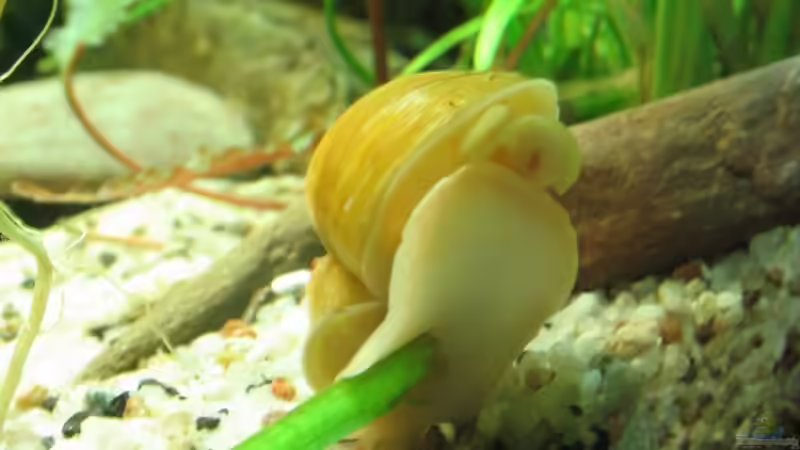 Die gelbe Apfelschnecke von Christian Trommer (28)