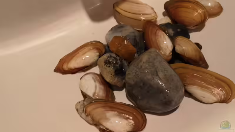 Die gesammelten Werke wurden heimgetragen und gründlich gewaschen von Cichliden-Kabuff (12)