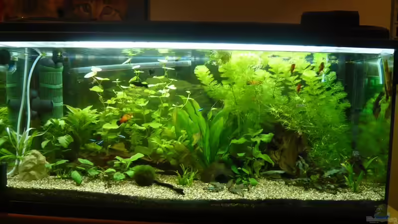 Die Gesamtoptik des Aquariums von Diana Wolff (1)