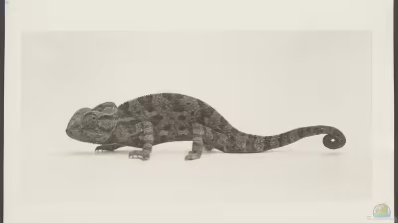 Die Geschichte der Terraristik: Von den Anfängen bis zur modernen Praxis