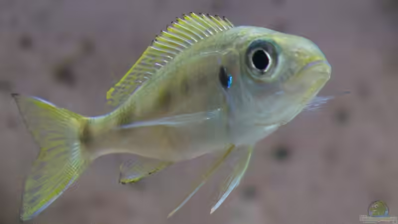 Die Geschichte vom Nitratgehalt und dem Wasserwechsel