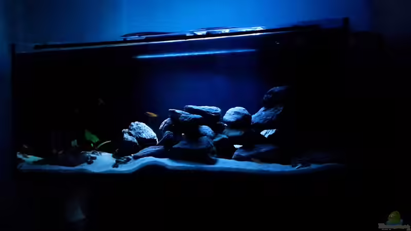 Die gestrichene Rückscheibe von Burak K. (5)