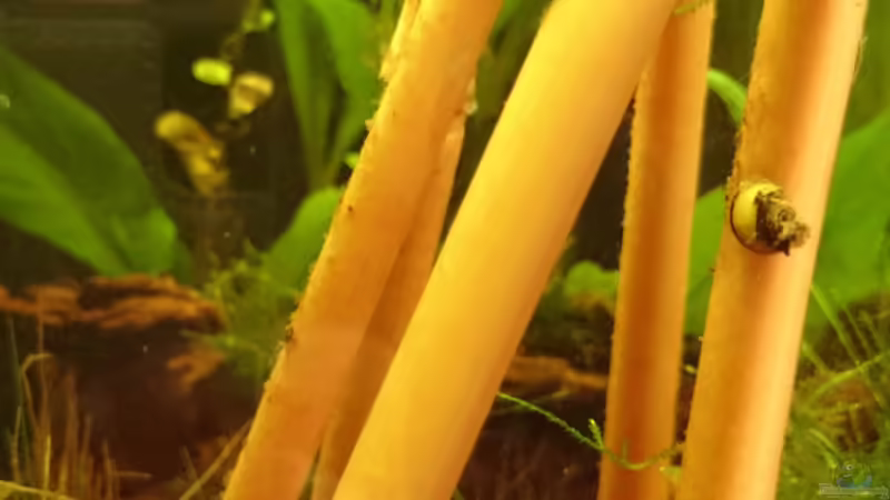 Die Geweihschnecken von Jahira (22)