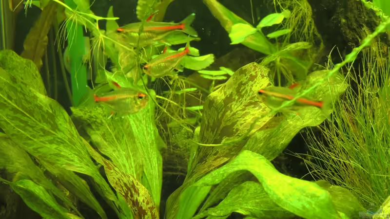 die Glühlichter von Kathrin77 (62)