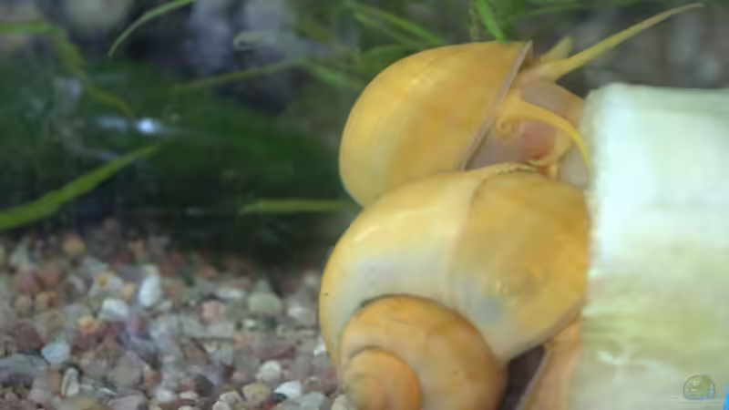 die Goldenen Apfelschnecken beim Mittagessen von SteB-Studio (10)
