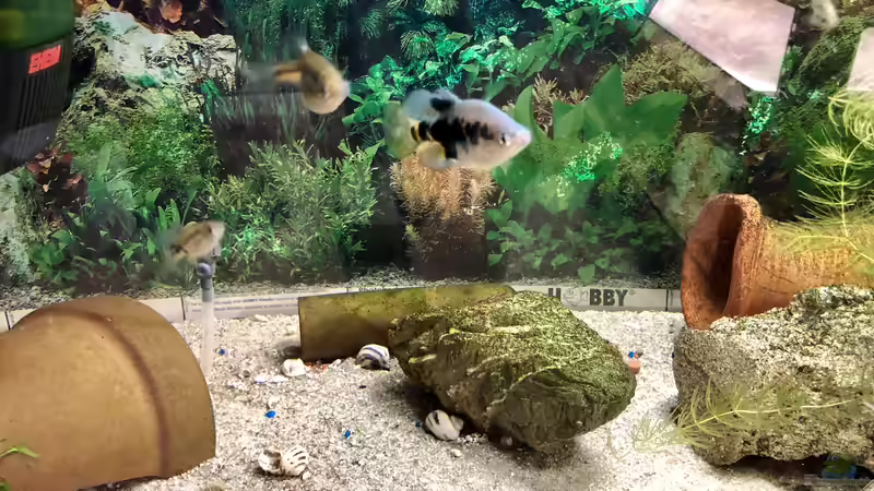 Die Goodeid Working Group - die GWG