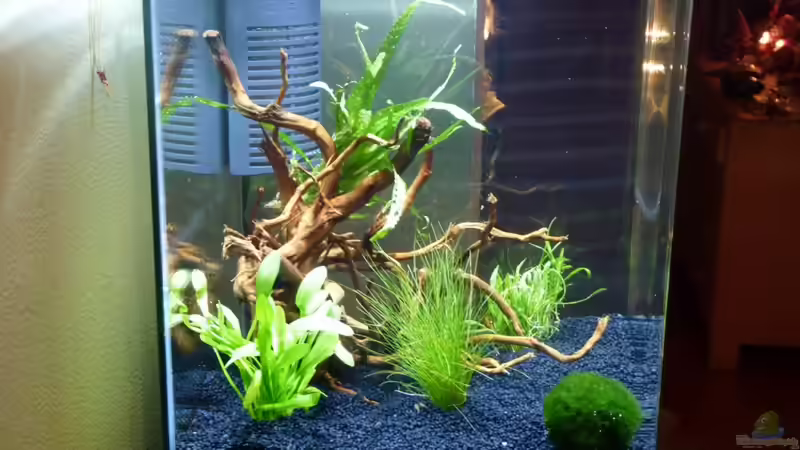 Die Gräser in der Einlauf-Phase von Josef Braun (9)