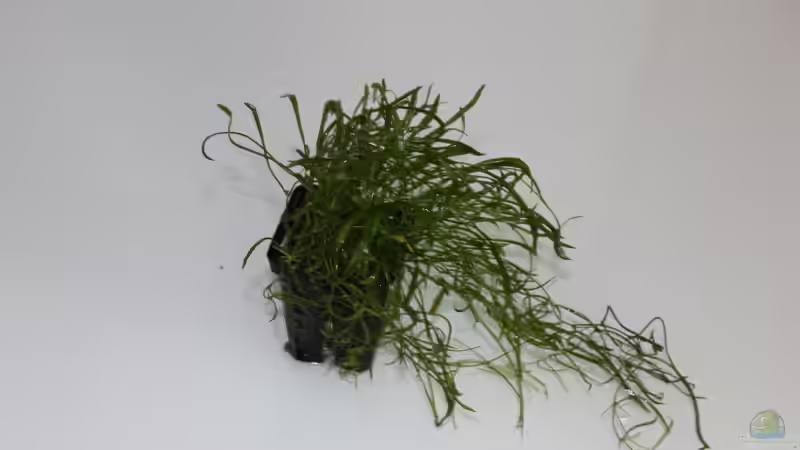 die Graspflanze, hier noch im Topf von Falk (10)