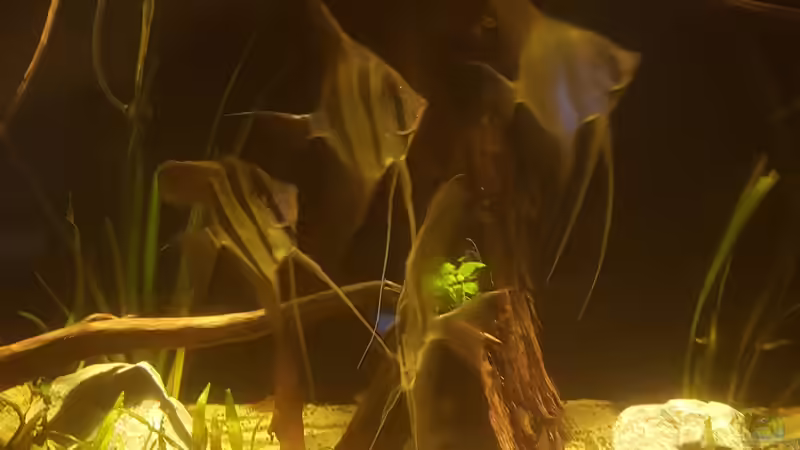 Die größeren sind jetzt etwa einjährige Pt.Altum Rio Inirida und etwas kleineren von Kevin Fruhen (9)