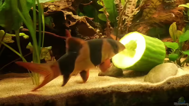 Die größte mit ca.11cm von Zohan (25)