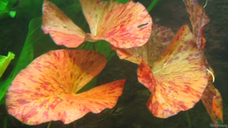 Die größte Tiegerlotus (rot) im Becken von Christian Trommer (7)