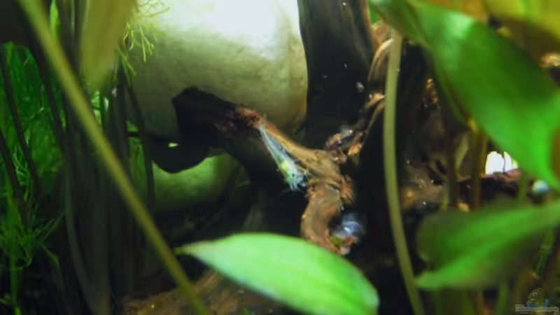 die Größte von Allen von MiCa (17)