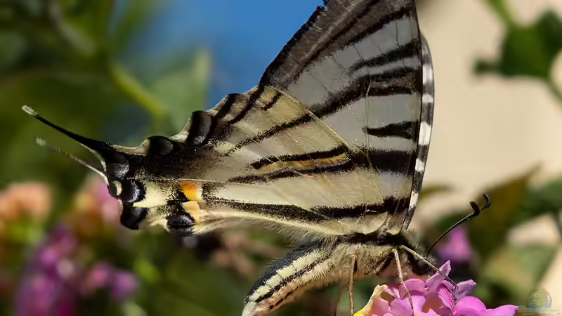 Die größten Schmetterlinge in Deutschland im Überblick