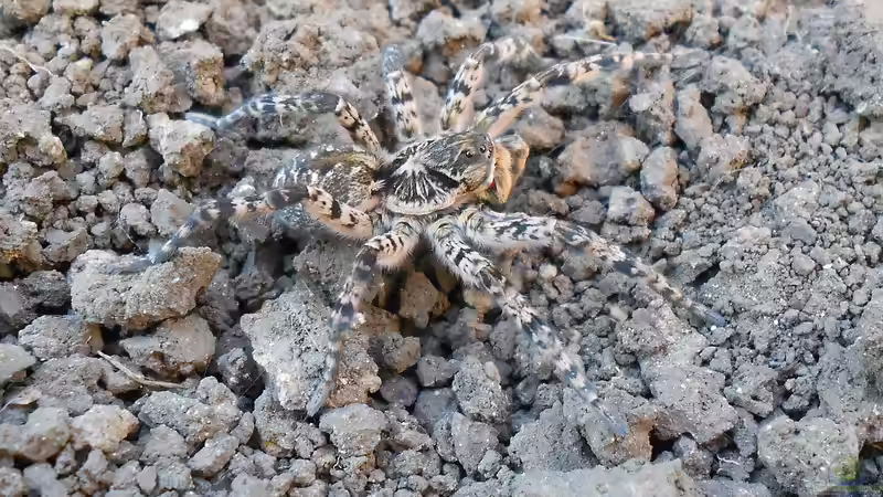 Die größten Taranteln der Welt - Faszination, Fakten und Haltung in der Terraristik