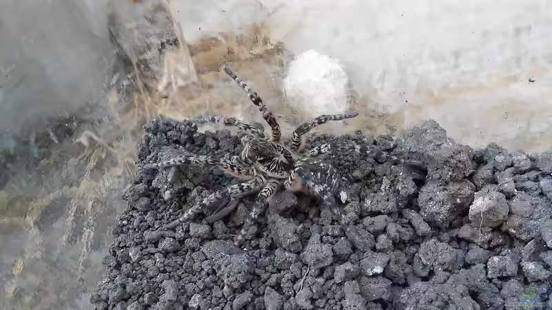 Die größten Taranteln der Welt - Faszination, Fakten und Haltung in der Terraristik