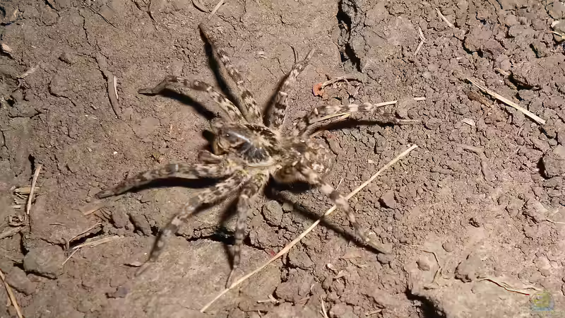 Die größten Taranteln der Welt - Faszination, Fakten und Haltung in der Terraristik