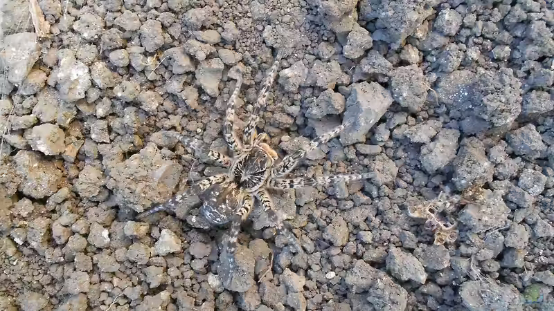 Die größten Taranteln der Welt - Faszination, Fakten und Haltung in der Terraristik