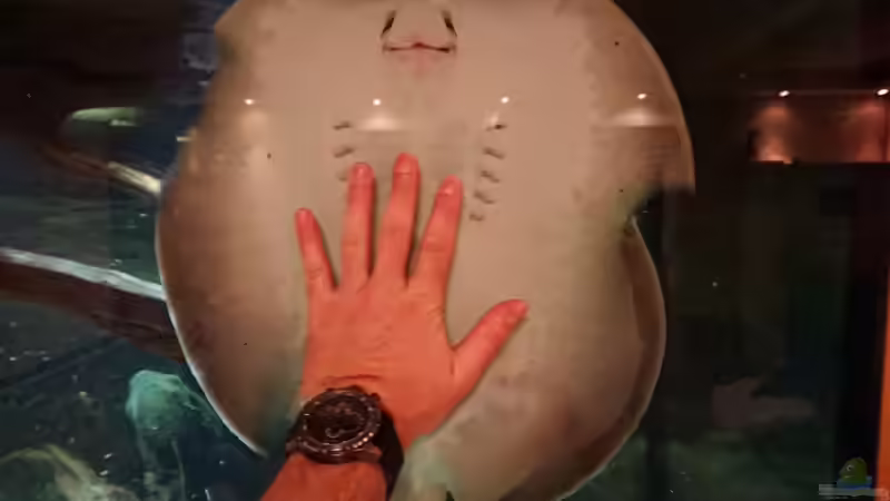 die große Dame die einziehen wird von kellerkind (70)