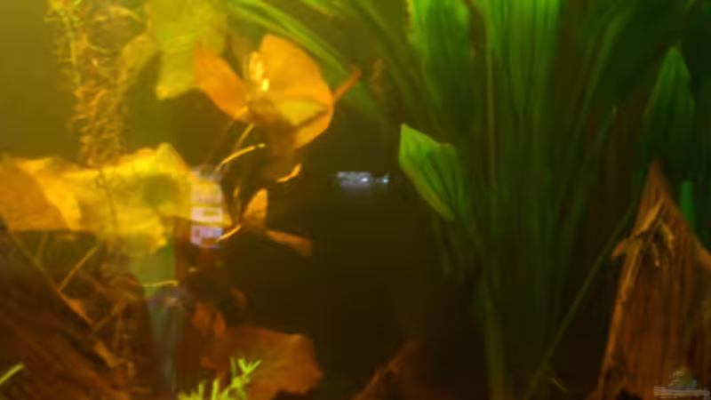 die Große Grüne :) von Kai Heermann (7)