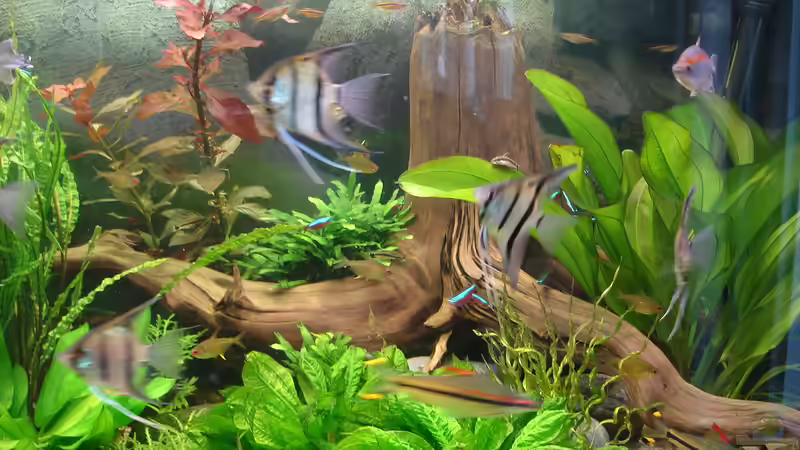 die große Morkienwurzel - geht durch das gesamte Becken von Grünhexe (155)