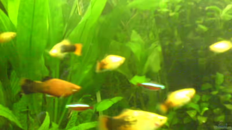 Die große Platy-Familie am 09.05.08 von Dornauge xxl (33)