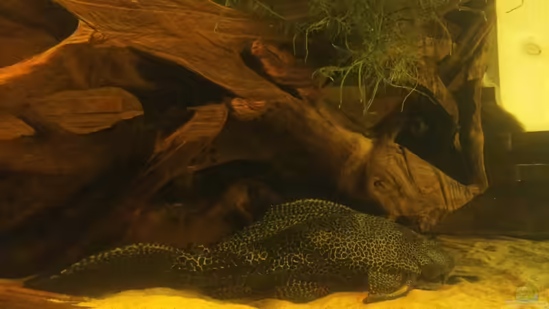 die große ´Putzfee´ von Kenno (18)