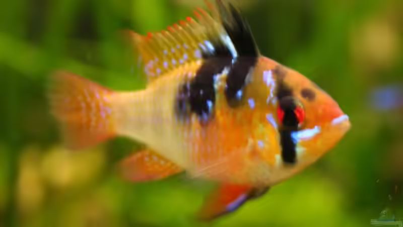 die große von NlLs M0nt (19)