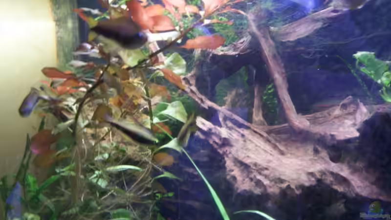 Die große Wurzel... von schmitzkatze (5)