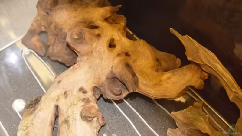 die große Wurzel, flach reingelegt von Bruce (9)