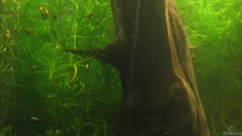 die große Wurzel auf der linken Seite von chrisi01 (8)