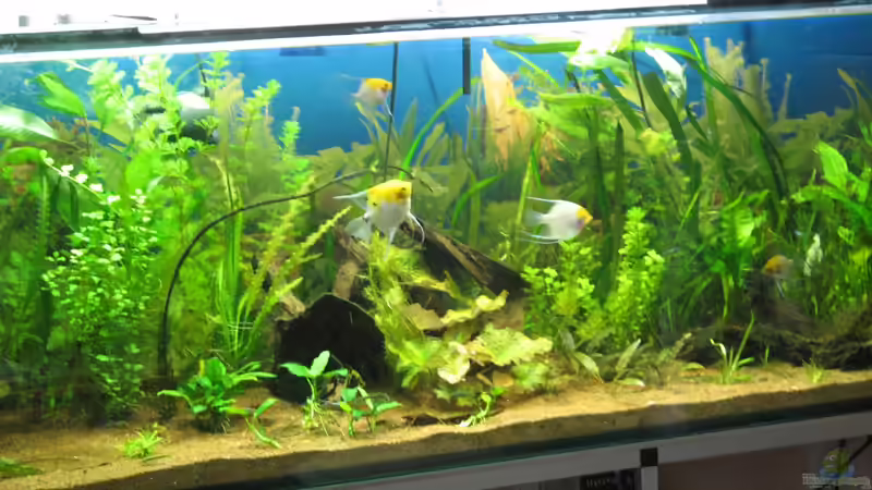 Die große Wurzel in der MItte von Hollyday (6)