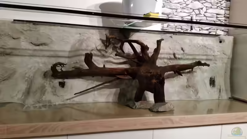 Die Grosse Wurzel ist plaziert habe ich aber doch mehr nach rechts versetzt von Patrick`s Amazonas (17)