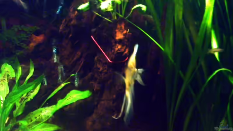 Die große Wurzel mit einer Anubias bepflanzt... von Sascha.L (11)