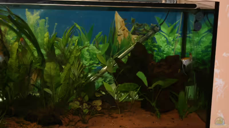 Die große Wurzel rechte Seite von Hollyday (5)