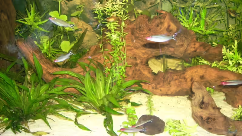 Die große Wurzel von Manuela Kutschke (4)