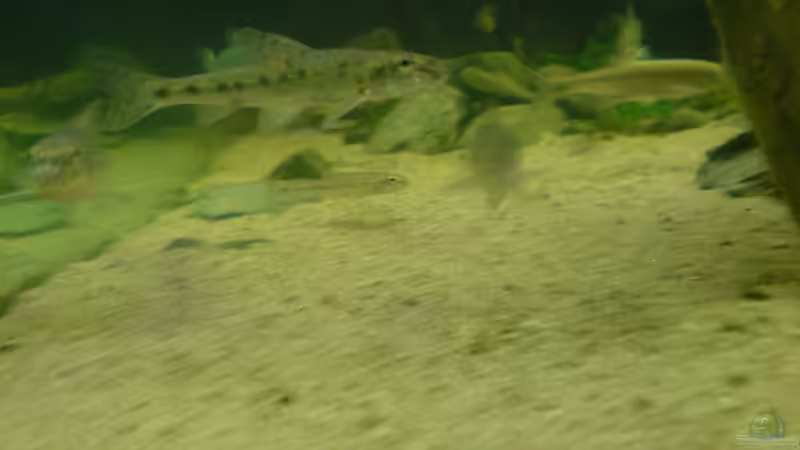 Die Gründlinge, welche allzuoft Barschfutter werden von Friedrich Tietze (18)