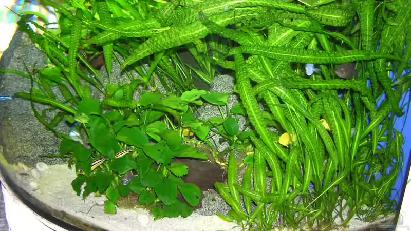 Die grüne Hölle ( nicht ganz Malawi-like, aber naja) von Alexander Steinkellner (3)