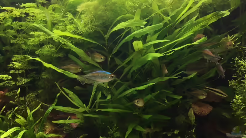 Die grüne Hölle (Hygrophila,Limnophila,Microsorium,Rotala) von schmitzkatze (3)