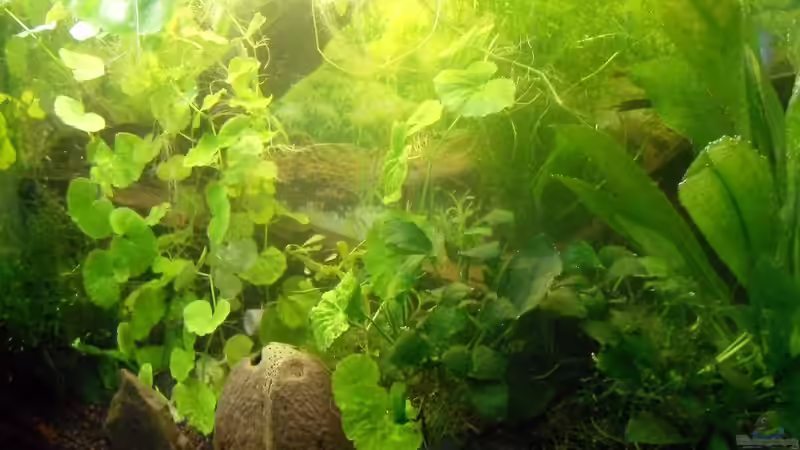 die grüne Oase von Specter (2)