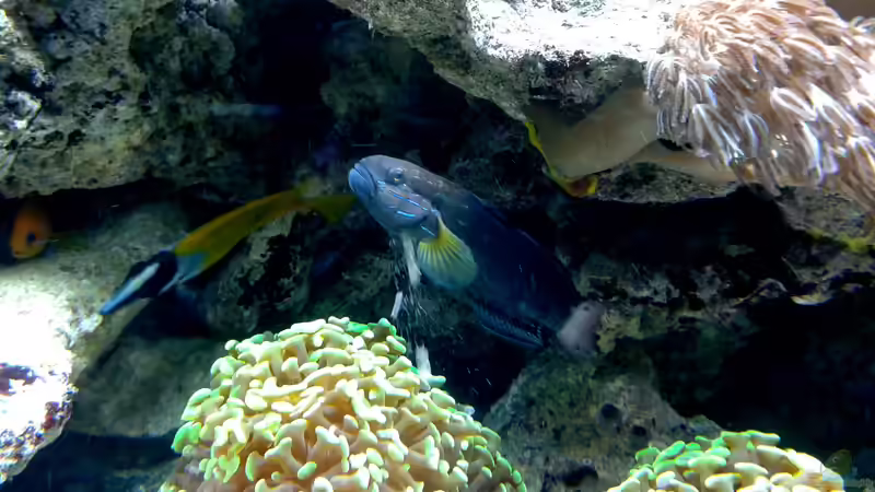 die Grundel tut das was sie am besten kann... von Truthahnmann (65)