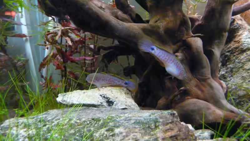 Die Grundeln finden reichlich Verstecke von Moosbarbe (7)