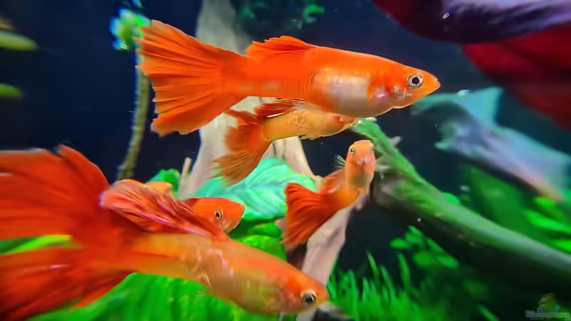 Die Gruppe Poecillia reticulata männchen von David Schneider Aquaristik (37)