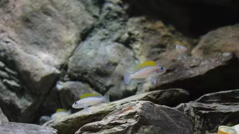 Die Gruppe unter sich von Koehler (35)